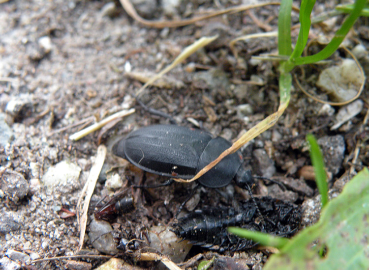 Dal Trentino: Scaurus sp? Silpha obscura